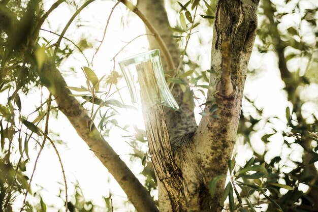 Broken glass hanging on tree branch in sunlight