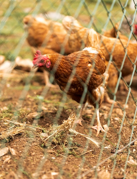 Brood of hens behind fence