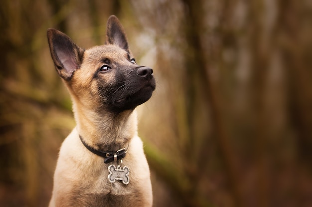 Free photo brooding belgian shepherd with a funny collar
