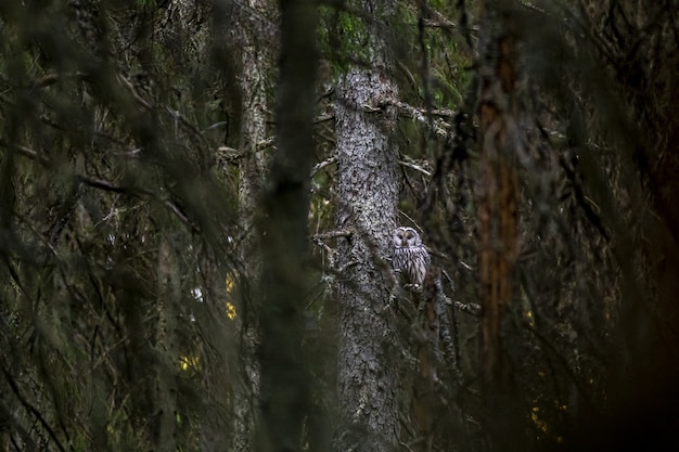 Бесплатное фото Коричневая и белая сова, сидящая на ветке дерева