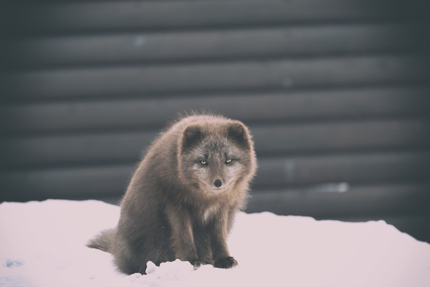 Brown animal on the snow during daytime photography