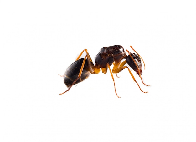 Коричневый муравей на белом фоне
