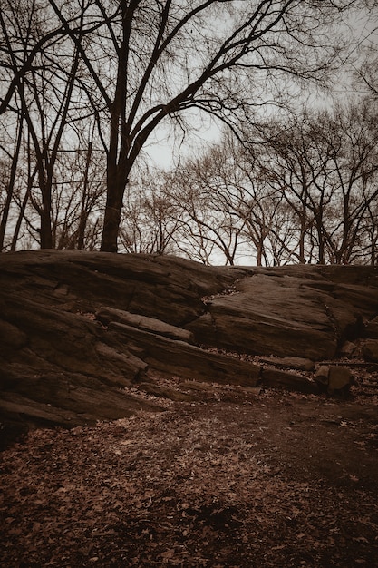 Brown bare trees on brown ground during daytime