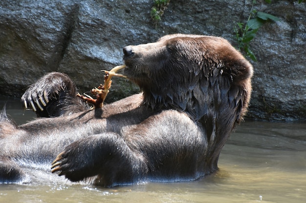 Brown bear bathing and nibbling on a tree branch