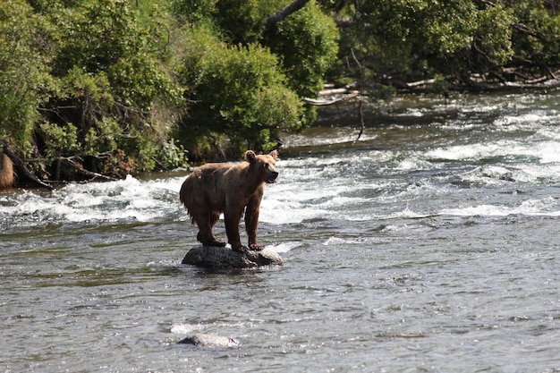 アラスカの川で魚を捕るヒグマ