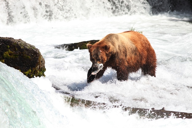 Foto gratuita orso bruno che cattura un pesce nel fiume in alaska