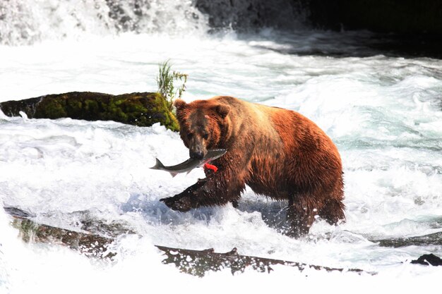 Brown bear catching a fish in the river in Alaska