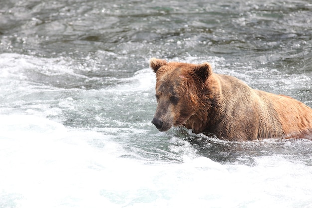 Бурый медведь ловит рыбу в реке на Аляске