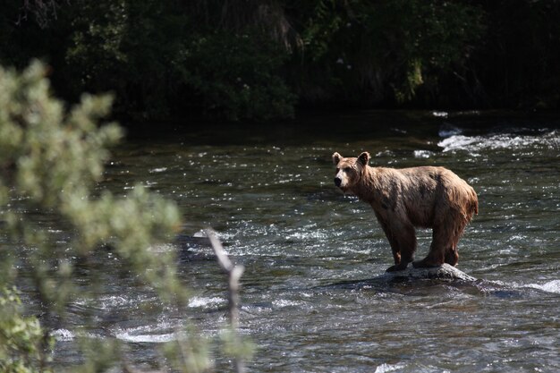 Brown bear catching a fish in the river in Alaska