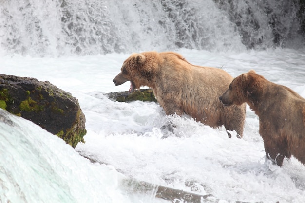 Brown bear catching a fish in the river in Alaska