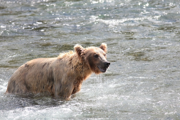 Brown bear catching a fish in the river in Alaska