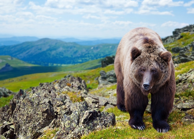 Brown bear in mountains