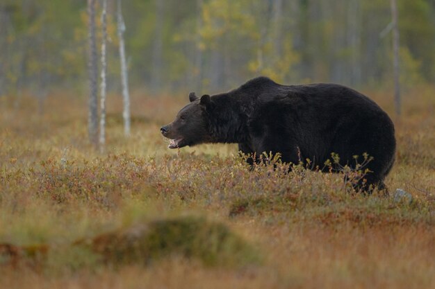 Brown bear in the nature habitat of finland 