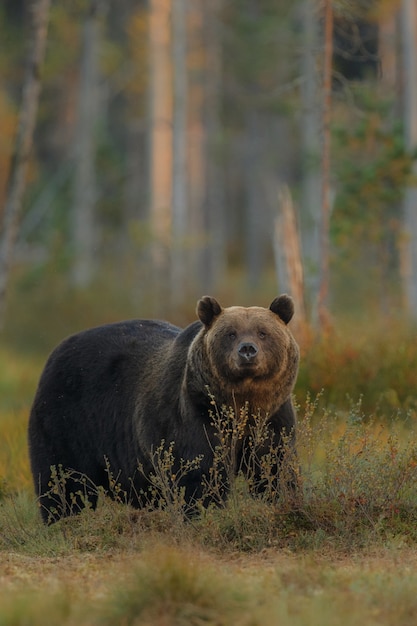 Brown bear in the nature habitat of finland 