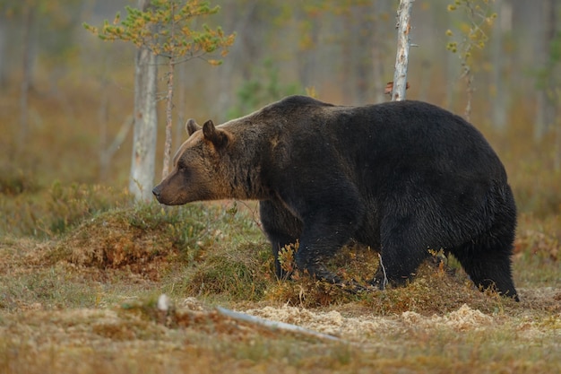 핀란드의 자연 서식지에있는 갈색 곰