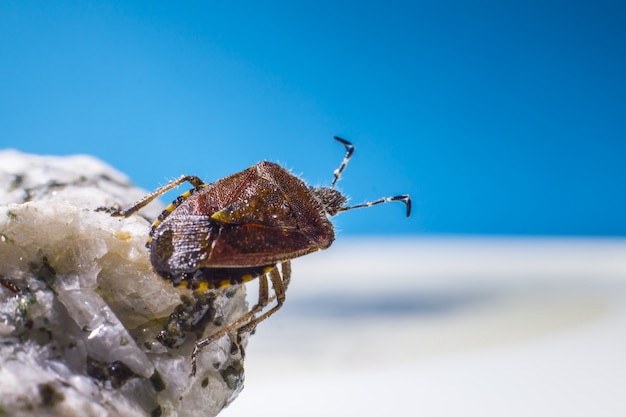 Brown beetle on rock close up