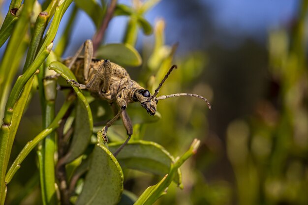 Brown beetle sitting on green leaf