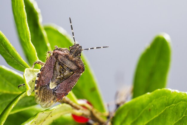 Brown beetle sitting on plant close up