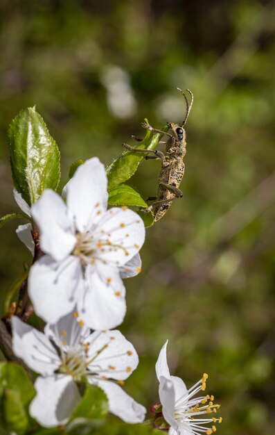 Brown beetle sitting on white flower