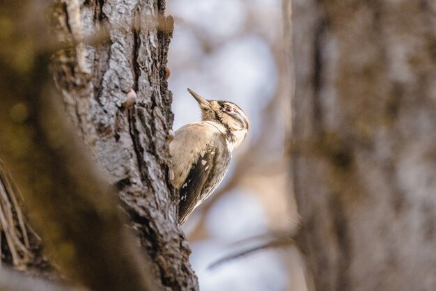 Коричневая птица на ветке коричневого дерева