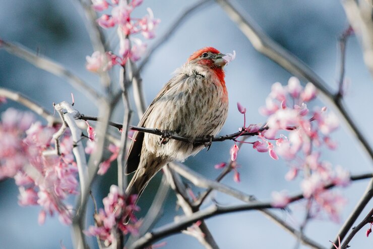 ピンクの花に茶色の鳥