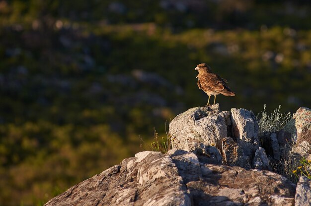 коричневая птица, стоящая на скале