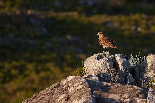 коричневая птица, стоящая на скале