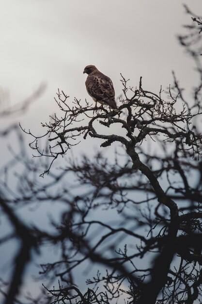 Brown bird on tree branch during daytime