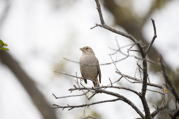 Brown bird on tree branch