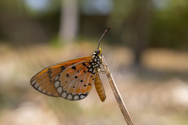 Brown and black butterfly on stem