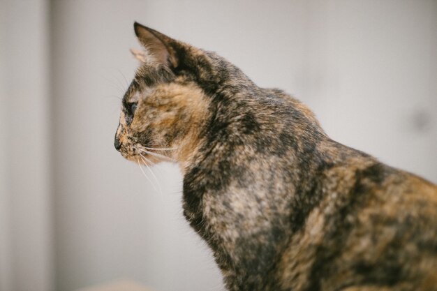 Brown and black cat in close up