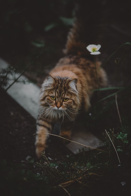 Free photo brown and black cat standing on green grass