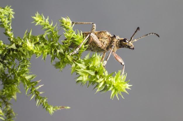 Brown and black insect on green plant