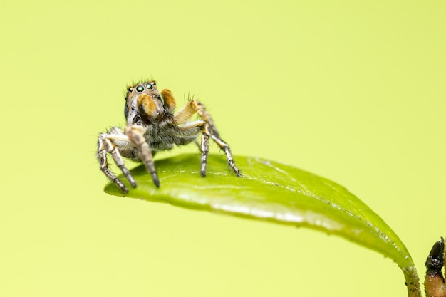 Brown and black jumping spider on green leaf