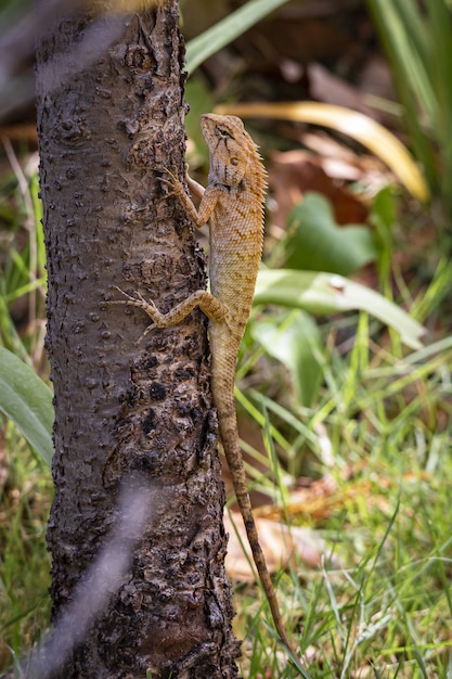 Коричневая и черная ящерица на коричневой ветке дерева