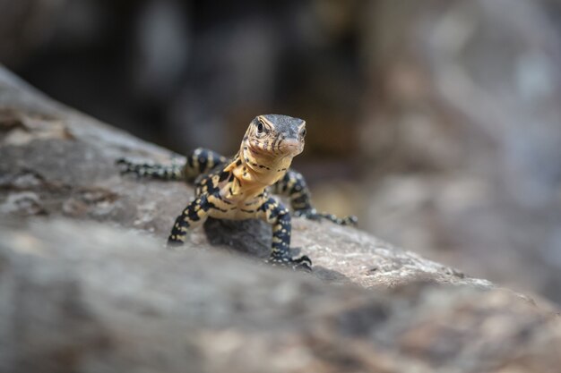 Brown and black lizard on gray rock