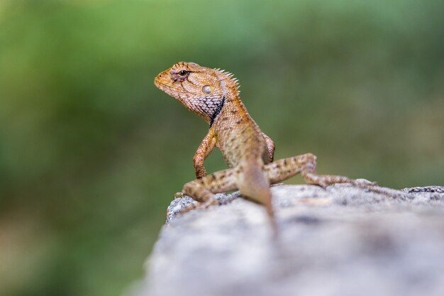 Brown and black lizard on gray rock