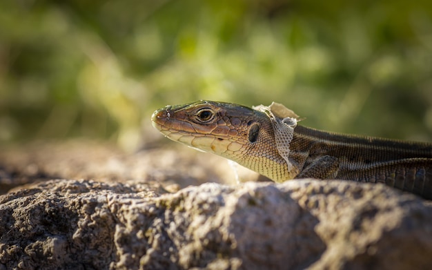 Brown and black lizard on rock