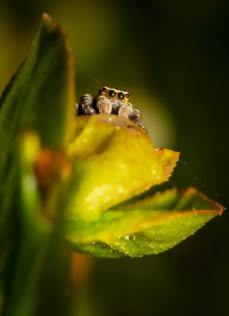 Brown and black spider on green leaf