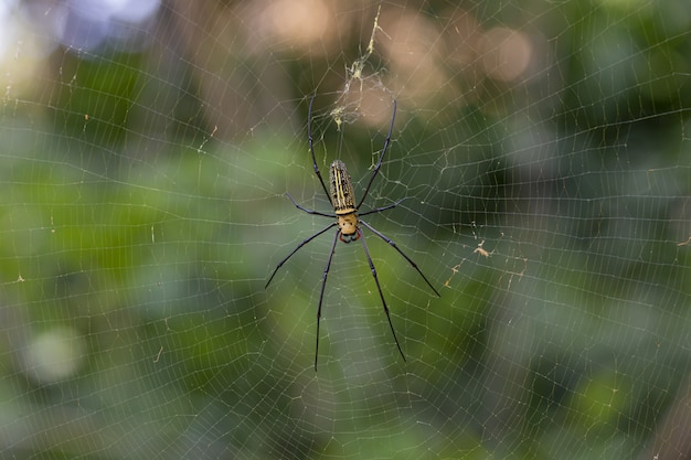 Brown and black spider on web