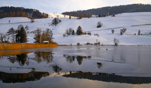 Brown and black trees surrounded by snow at daytime