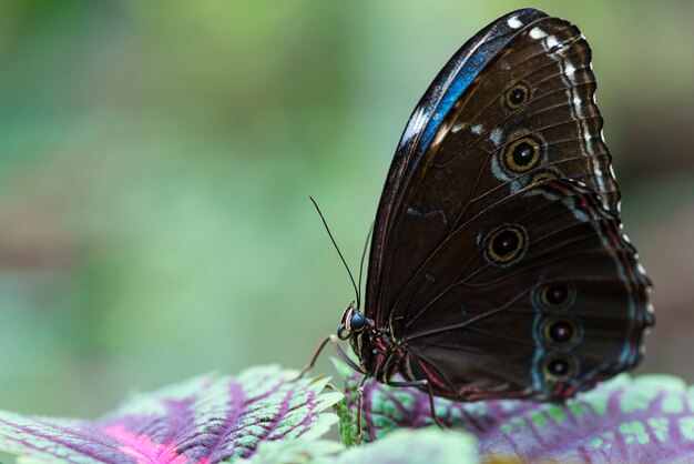 Коричневая и голубая бабочка на разноцветных листьях