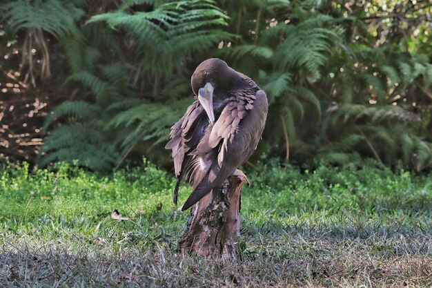 The brown booby (sula leucogaster) is a large seabird of the booby family, sulidae, of which it is perhaps the most common and widespread species.