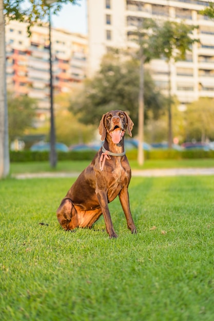 公園で日没時に舌を出して草の上に座っている茶色のブラッコ犬