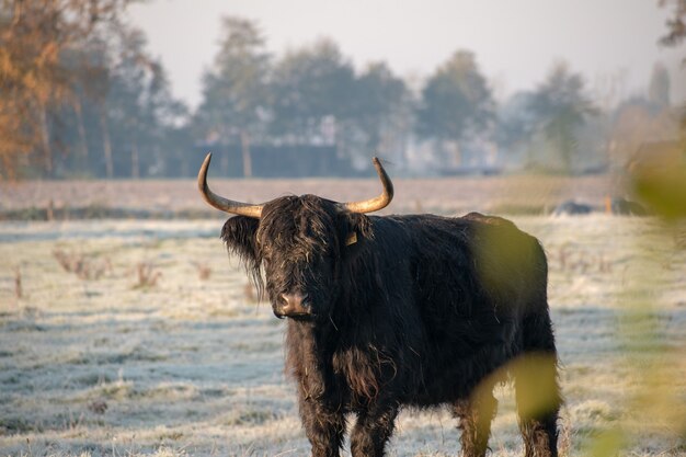 Brown buffalo walking in the snowy field