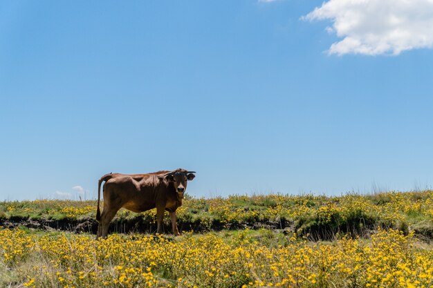 Brown bull grazing on the pasture on a sunny day