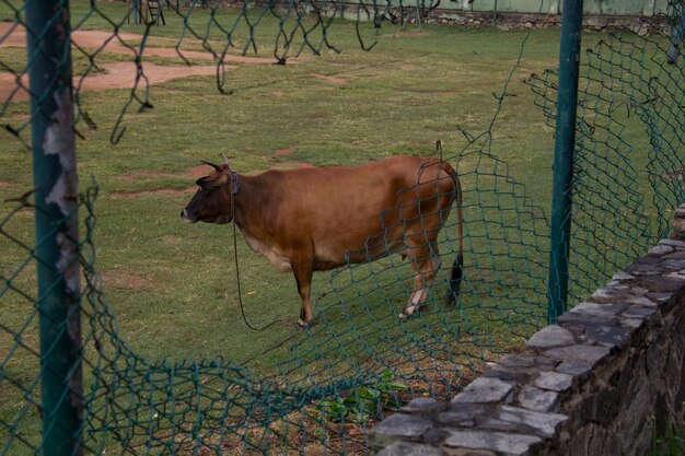 낮에 오래된 체인 링크 울타리로 둘러싸인 농장에 서 있는 갈색 황소
