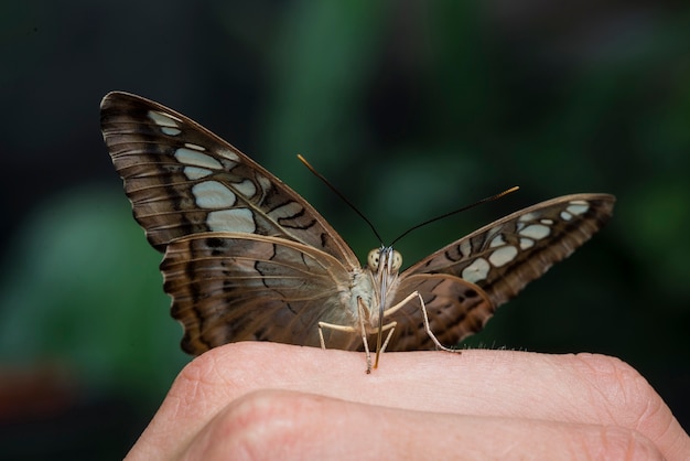 Коричневая бабочка стоит на руке