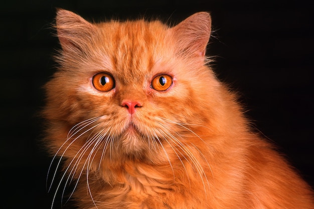 Brown cat face with yellow eyes in close up and black background