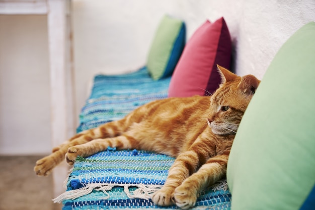 Aegiali, Amorgos 섬, 그리스에서 파란색 천 바닥에 앉아 갈색 고양이